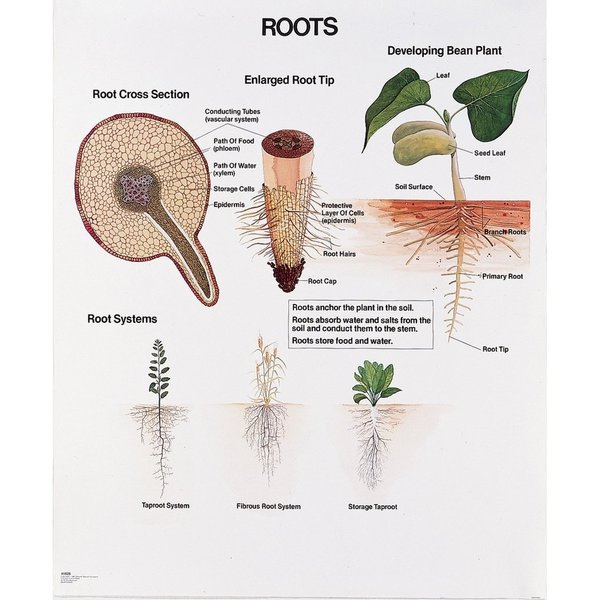 Denoyer-Geppert Charts/Posters, Roots Mounted 1026-10